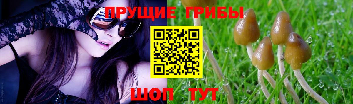 Галлюциногенные грибы Psilocybine cubensis Черногорск